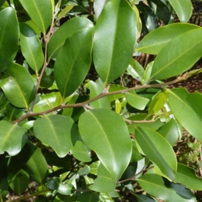 Diospyros australis (Black Plum, Yellow Persimmon, Grey Plum) at Budgong, NSW - 24 Sep 2020 by plants