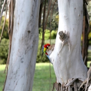 Platycercus eximius at Belconnen, ACT - 24 Sep 2020