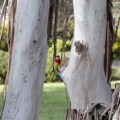 Platycercus eximius at Belconnen, ACT - 24 Sep 2020