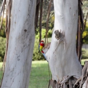 Platycercus eximius at Belconnen, ACT - 24 Sep 2020