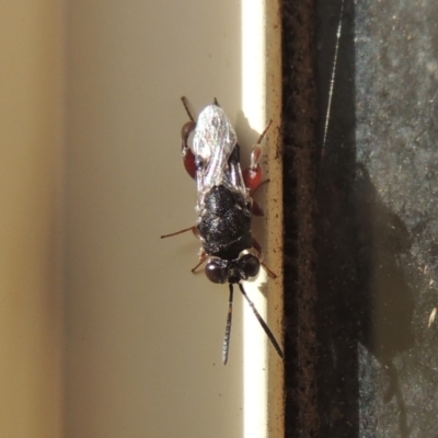 Chalcididae (family) (Unidentified chalcid wasp) at Pollinator-friendly garden Conder - 8 May 2020 by michaelb