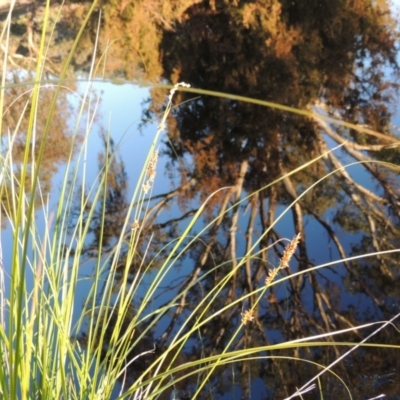 Carex appressa (Tall Sedge) at Chisholm, ACT - 30 May 2020 by michaelb