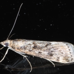 Achyra affinitalis (Cotton Web Spinner) at Ainslie, ACT - 16 Sep 2020 by jbromilow50