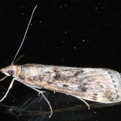 Achyra affinitalis (Cotton Web Spinner) at Ainslie, ACT - 16 Sep 2020 by jbromilow50