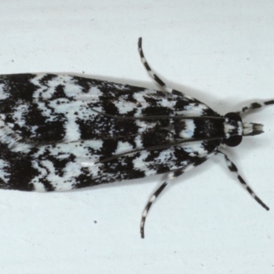 Scoparia exhibitalis (A Crambid moth) at Ainslie, ACT - 16 Sep 2020 by jbromilow50