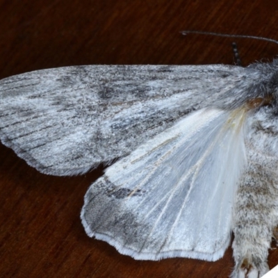 Capusa senilis (Black-banded Wedge-moth) at Ainslie, ACT - 16 Sep 2020 by jb2602