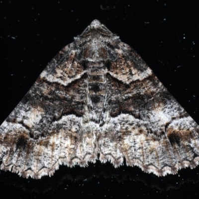 Gastrina cristaria (Wave-lined Geometrid) at Ainslie, ACT - 16 Sep 2020 by jb2602