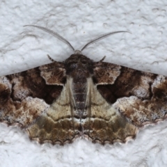 Gastrina cristaria (Wave-lined Geometrid) at Ainslie, ACT - 16 Sep 2020 by jb2602