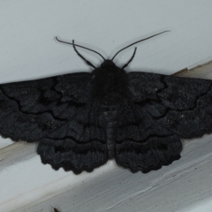 Melanodes anthracitaria (Black Geometrid) at Ainslie, ACT - 16 Sep 2020 by jb2602