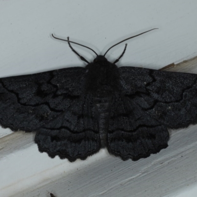 Melanodes anthracitaria (Black Geometrid) at Ainslie, ACT - 16 Sep 2020 by jbromilow50