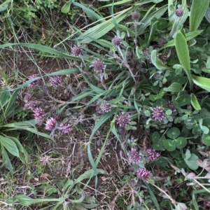 Trifolium sp. at Molonglo Valley, ACT - 23 Sep 2020