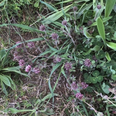 Trifolium sp. (Clover) at National Arboretum Forests - 23 Sep 2020 by ruthkerruish