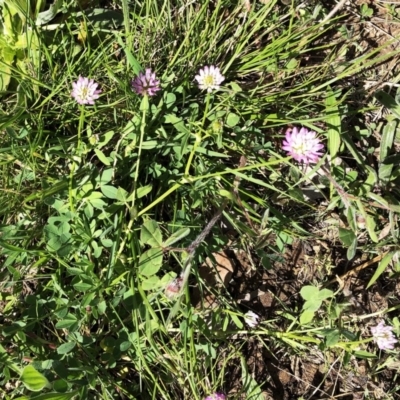 Trifolium sp. (Clover) at Molonglo Valley, ACT - 23 Sep 2020 by ruthkerruish