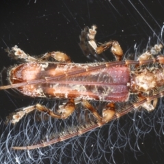 Tessaromma undatum (Velvet eucalypt longhorn beetle) at Ainslie, ACT - 16 Sep 2020 by jbromilow50