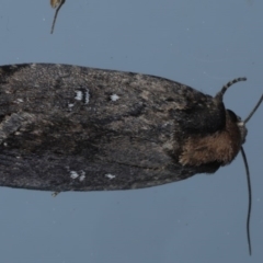 Proteuxoa provisional species 3 at Ainslie, ACT - 16 Sep 2020 by jb2602