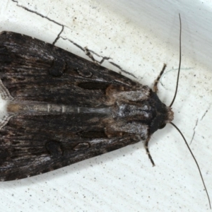 Agrotis munda at Ainslie, ACT - 16 Sep 2020