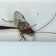 Enicospilus CNM sp1 at Ainslie, ACT - 16 Sep 2020