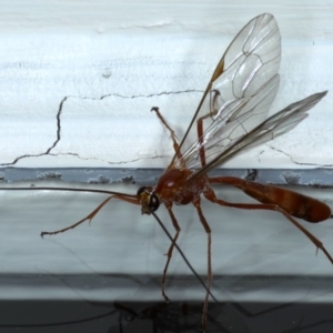 Netelia sp. (genus) at Ainslie, ACT - 16 Sep 2020