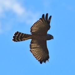 Circus assimilis (Spotted Harrier) at Stromlo, ACT - 1 Mar 2018 by billbob