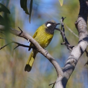 Nesoptilotis leucotis at Stromlo, ACT - 9 May 2017