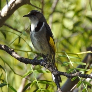 Phylidonyris pyrrhopterus at Stromlo, ACT - 18 Aug 2015