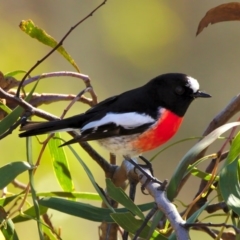 Petroica boodang (Scarlet Robin) at Stromlo, ACT - 8 Jul 2015 by billbob