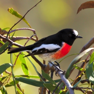 Petroica boodang (Scarlet Robin) at Stromlo, ACT - 8 Jul 2015 by billbob