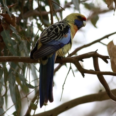 Platycercus elegans flaveolus (Yellow Rosella) at Wodonga, VIC - 24 Sep 2020 by Kyliegw