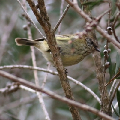 Acanthiza lineata (Striated Thornbill) at Wodonga - 24 Sep 2020 by Kyliegw