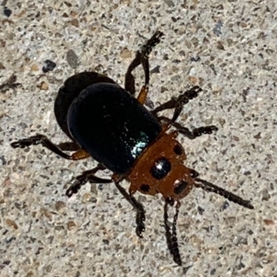 Calomela moorei (Acacia Leaf Beetle) at Black Range, NSW - 24 Sep 2020 by StephH
