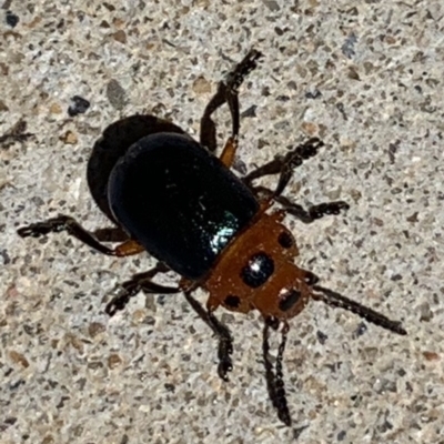 Calomela moorei (Acacia Leaf Beetle) at Black Range, NSW - 24 Sep 2020 by Steph H