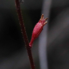 Stylidium (genus) (Trigger Plant) at O'Connor, ACT - 24 Sep 2020 by ConBoekel