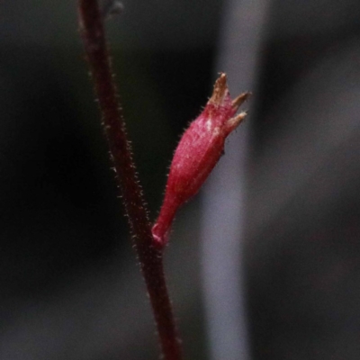 Stylidium sp. (Trigger Plant) at O'Connor, ACT - 24 Sep 2020 by ConBoekel