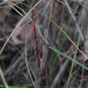 Stylidium sp. at O'Connor, ACT - 24 Sep 2020 04:20 PM