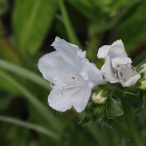 Echium plantagineum at Holt, ACT - 24 Sep 2020