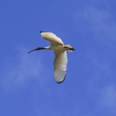 Threskiornis molucca (Australian White Ibis) at Gungahlin, ACT - 22 Sep 2020 by Alison Milton