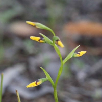 Diuris nigromontana (Black Mountain Leopard Orchid) at O'Connor, ACT - 24 Sep 2020 by ConBoekel