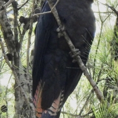 Calyptorhynchus lathami (Glossy Black-Cockatoo) at Welby - 24 Sep 2020 by GlossyGal