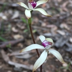 Caladenia ustulata (Brown Caps) at Gossan Hill - 24 Sep 2020 by Wen