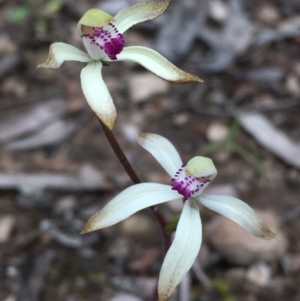 Caladenia ustulata at Bruce, ACT - 24 Sep 2020