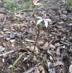 Caladenia ustulata at Bruce, ACT - 24 Sep 2020