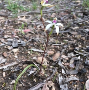 Caladenia ustulata at Bruce, ACT - 24 Sep 2020