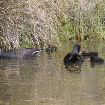 Gallinula tenebrosa (Dusky Moorhen) at Gungahlin, ACT - 23 Sep 2020 by AlisonMilton