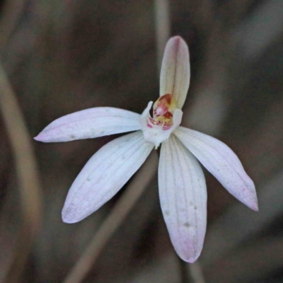 Caladenia fuscata (Dusky Fingers) at O'Connor, ACT - 24 Sep 2020 by ConBoekel