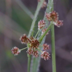 Luzula densiflora (Dense Wood-rush) at O'Connor, ACT - 24 Sep 2020 by ConBoekel