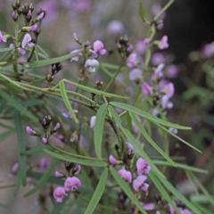 Glycine clandestina (Twining Glycine) at O'Connor, ACT - 24 Sep 2020 by ConBoekel