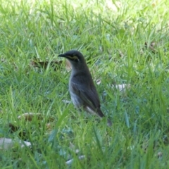 Caligavis chrysops (Yellow-faced Honeyeater) at Morton, NSW - 22 Sep 2020 by wendie