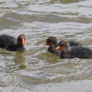 Fulica atra at Gungahlin, ACT - 23 Sep 2020