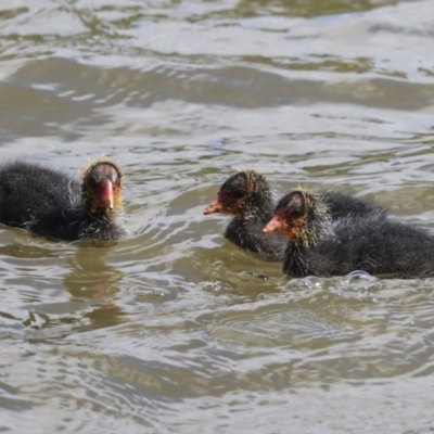 Fulica atra (Eurasian Coot) at Gungahlin, ACT - 22 Sep 2020 by AlisonMilton