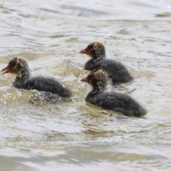 Fulica atra at Gungahlin, ACT - 23 Sep 2020